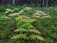Grüner Waldboden mit einzelnen Adlerfarn Blättern um bemoosten Baumstumpf